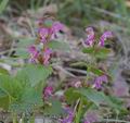 Lamium_maculatum_aa6429