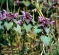 Lamium_purpureum_4817