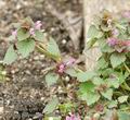 Lamium_purpureum_aa5362