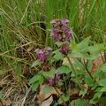 Lamium_purpureum_ak0158