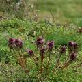 Lamium_purpureum_ak0195