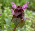 Lamium_purpureum_ak0203