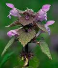 Lamium_purpureum_cb1634s