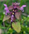 Lamium_purpureum_cb1651s