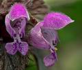 Lamium_purpureum_cb1668s