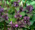 Lamium_purpureum_cb1698s