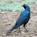 Lamprotornis_australis_db5577