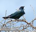 Lamprotornis_chalybaeus