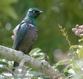 Lamprotornis_chalybaeus_db7669