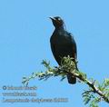 Lamprotornis_chalybaeus_db9935