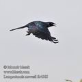 Lamprotornis_mevesii_fb4465