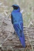 Lamprotornis_mevesii_fb4585