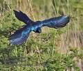Lamprotornis_mevesii_pa2148348