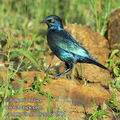 Lamprotornis_nitens_ed7904