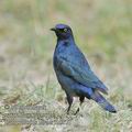 Lamprotornis_nitens_fb5071