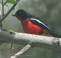 Laniarius_atrococcineus