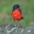 Laniarius_atrococcineus_bb0243