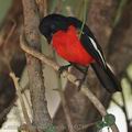 Laniarius_atrococcineus_bb0249