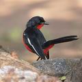 Laniarius_atrococcineus_bb0252