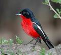 Laniarius_atrococcineus