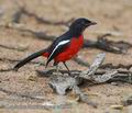 Laniarius_atrococcineus_ed7980