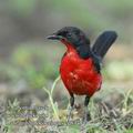 Laniarius_atrococcineus_ed8347