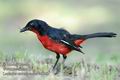 Laniarius_atrococcineus_ed8362