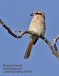 Lanius_isabellinus_ph4847