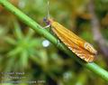 Lanthronympha_strigana_10491