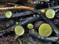 Lanzia_luteovirescens_bv6090