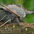 Laothoe_populi_bc3267