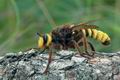 Laphria_aurea_al0519