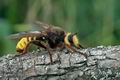 Laphria_aurea_al0522