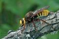 Laphria_aurea_al0525