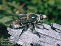 Laphria_flava_4239