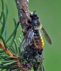 Laphria_flava_ah5271