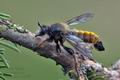 Laphria_flava_ah5286