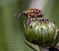 Larinus_sturnus_br9768