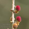 Larix_decidua_ah0047