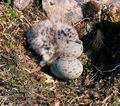 Larus_argentatus_11759