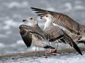 Larus_argentatus_bp6070