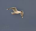 Larus_argentatus_bp6404