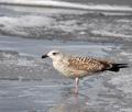 Larus_argentatus_bp7358