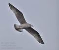 Larus_argentatus_bp7512