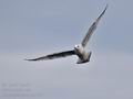 Larus_argentatus_bp7580