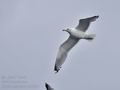 Larus_argentatus_bp7648