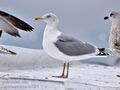 Larus_argentatus_bp7695