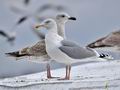 Larus_argentatus_bp7700