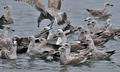 Larus_argentatus_bp7786