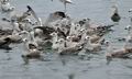 Larus_argentatus_bp7791